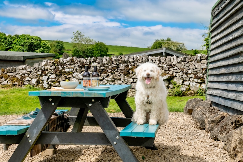 Pet Friendly Stay